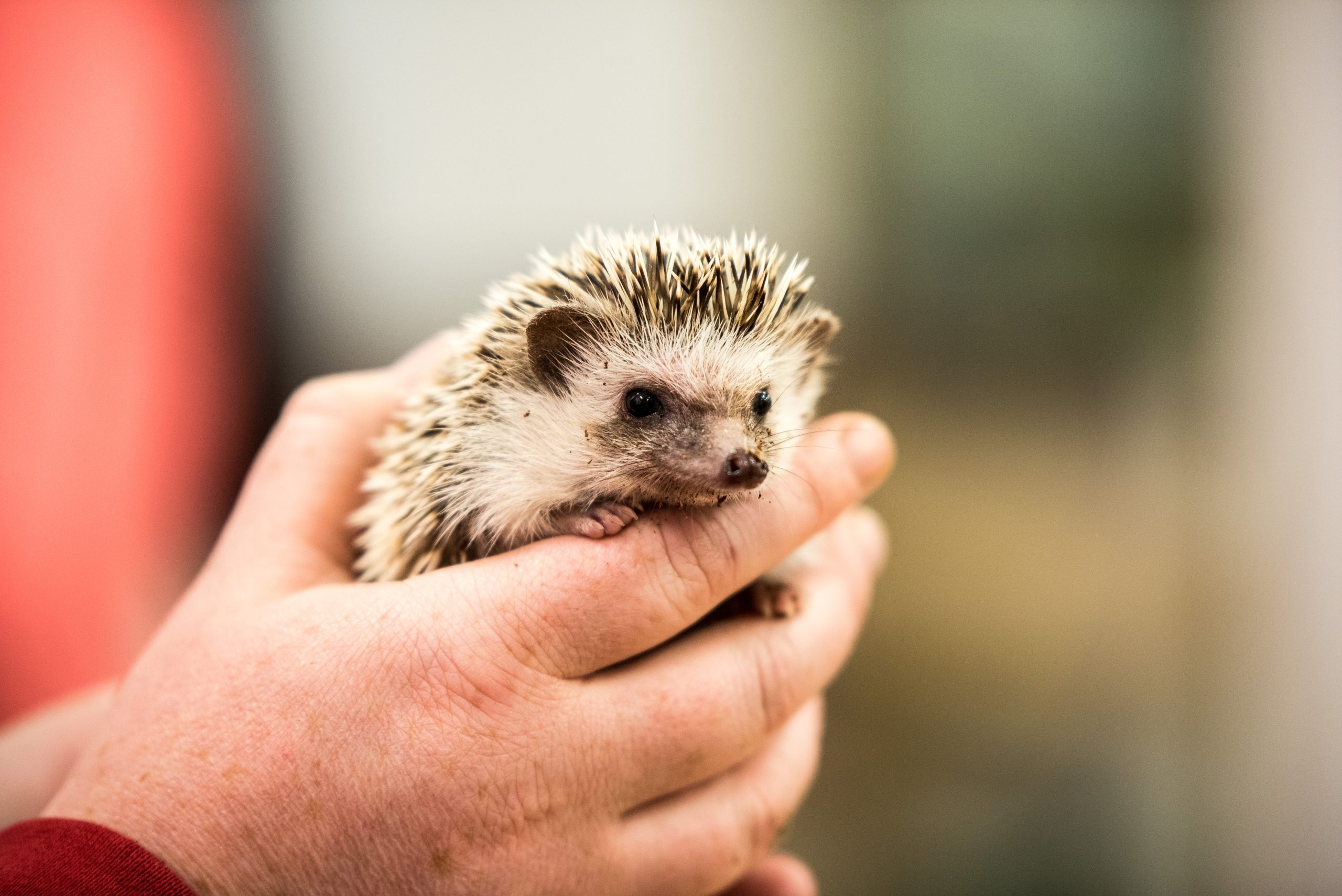 Animal Care - Small Animals - 2017 10-7702