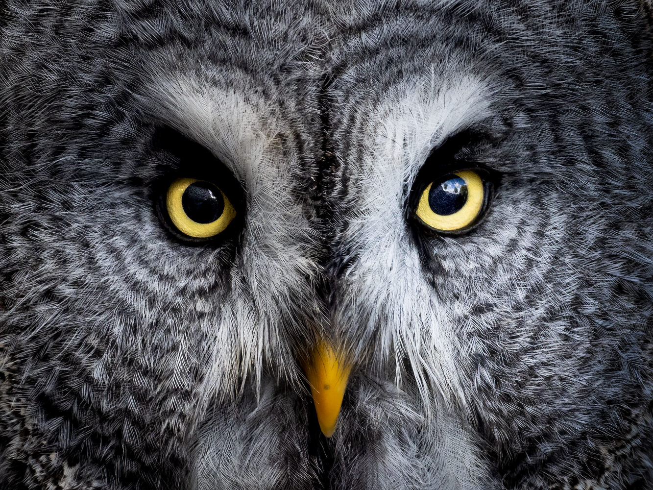 A striking close up image of a great grey owl's head, showing its radiant patterning feathers from bright yellow eyes and a small orange-yellow beak