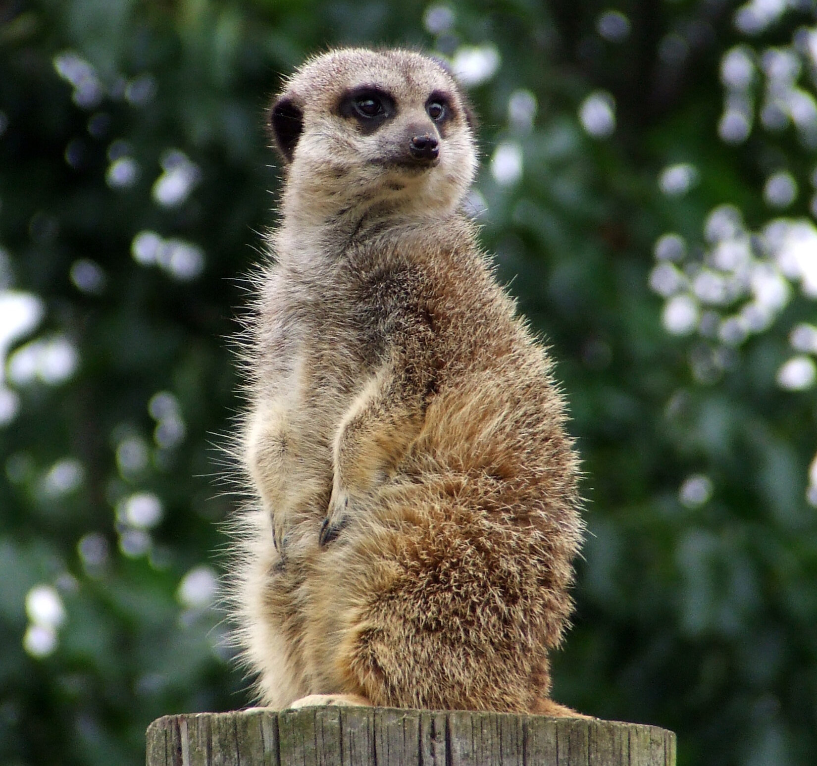 Sat upright on a wooden stump, a meerkat stares intently at something in the distance. Behind the meerkat is a vivid leafy green background