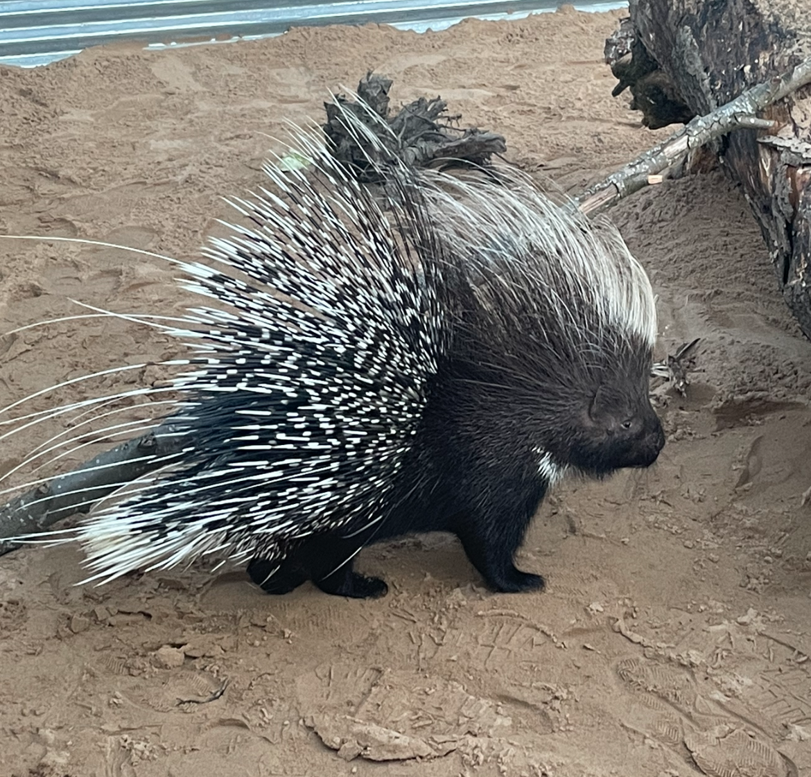 Facing the right, a porcupine with long, sweeping, black and white quills stands side-on. It is stood on a sandy surface.