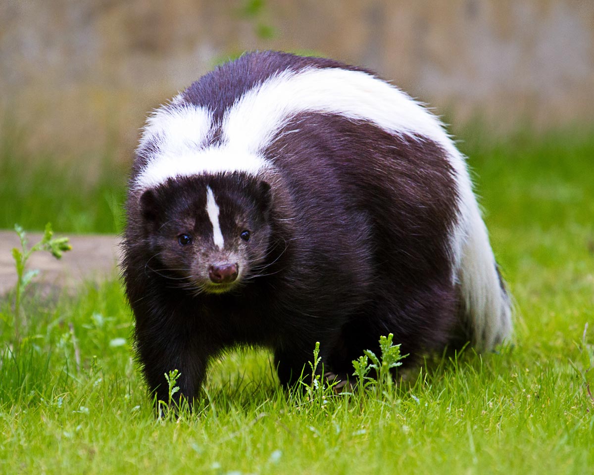 On a vivid green grass ground, a striking skunk stands looking towards the camera