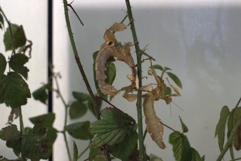 Animal Management - Image 10