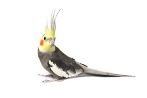 cockatiel