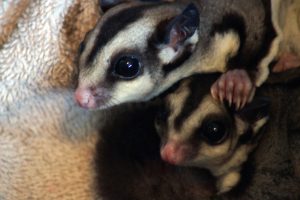 sugar-gliders