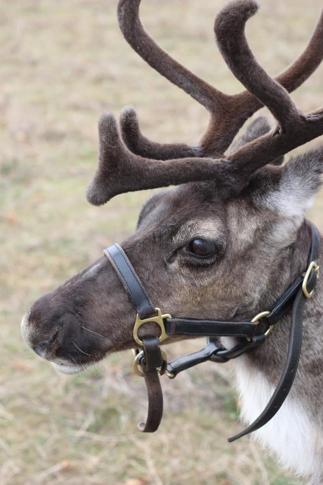 With its head turned to the side, we see a close up image of Elsa the reindeer looking to the left with large antlers atop its head. A simple, elegant leather sleigh hardness decorates the reindeer's head.