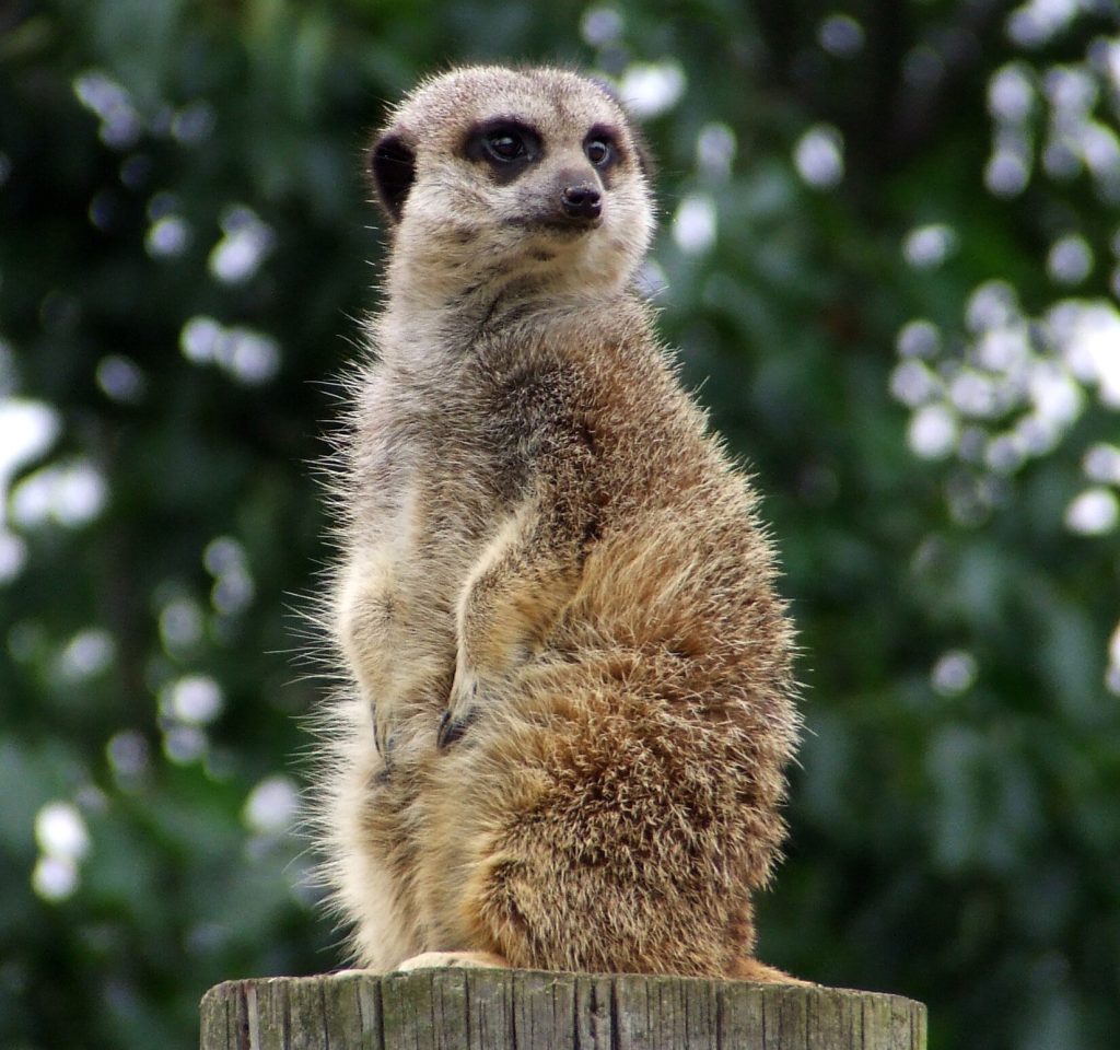 Sat upright on a wooden stump, a meerkat stares intently at something in the distance. Behind the meerkat is a vivid leafy green background