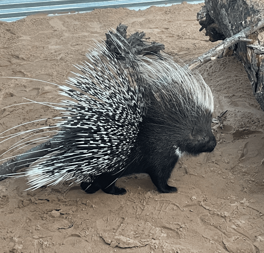 Facing the right, a porcupine with long, sweeping, black and white quills stands side-on. It is stood on a sandy surface.